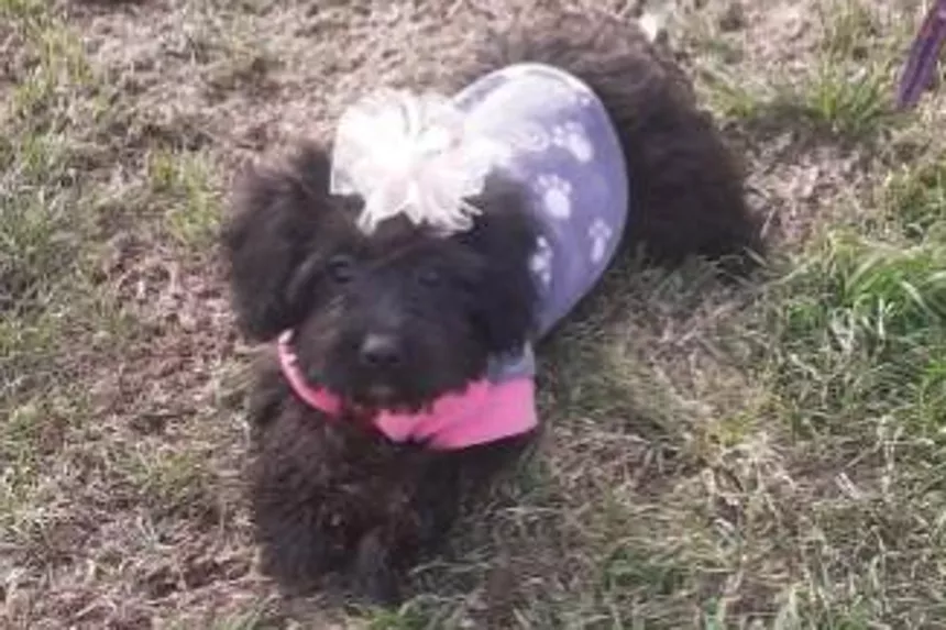 dog in costume
