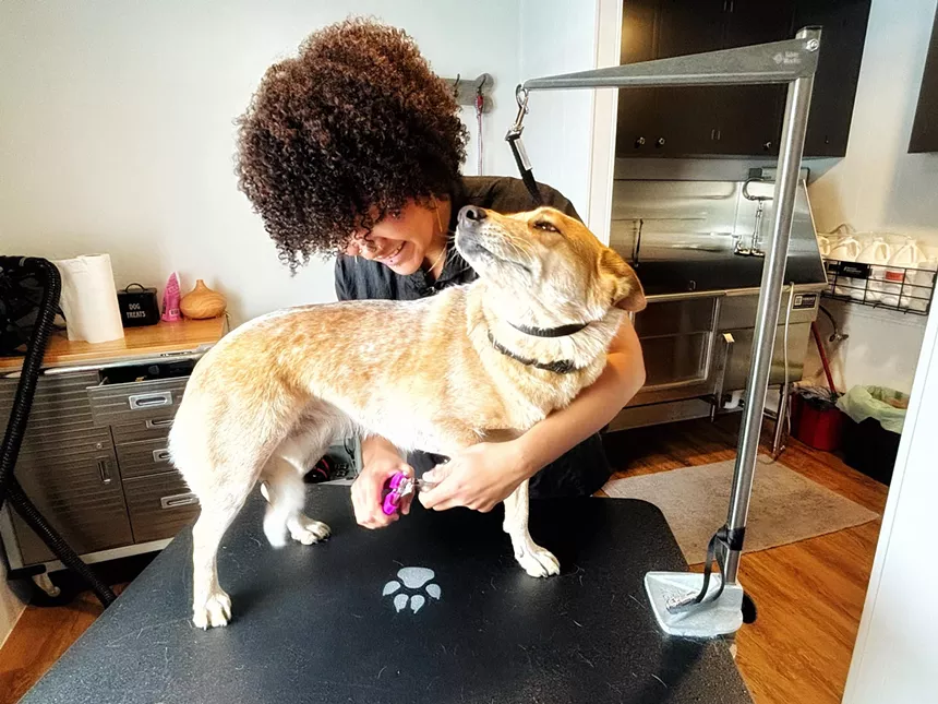 woman grooming a dog