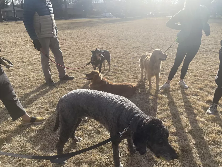dogs in a park