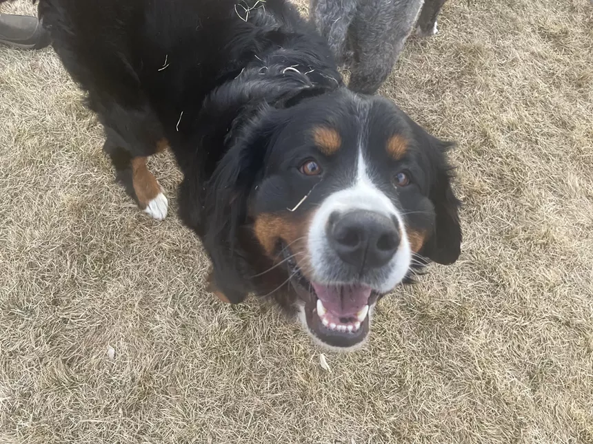 dog in park