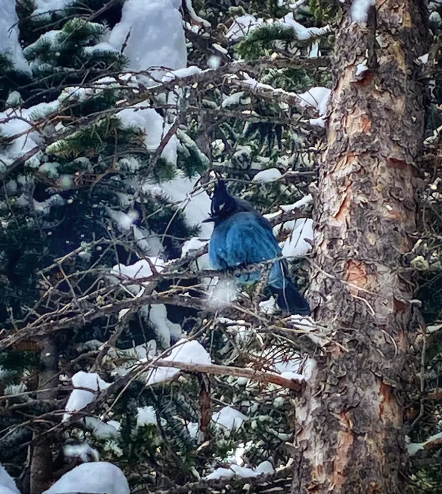 a blue bird in a tree