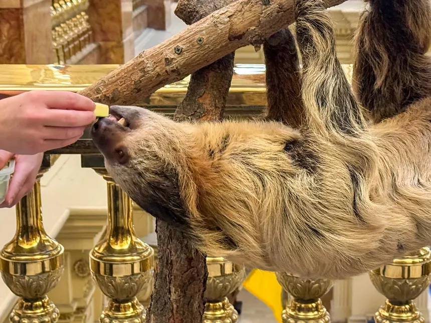 Sloth on a branch
