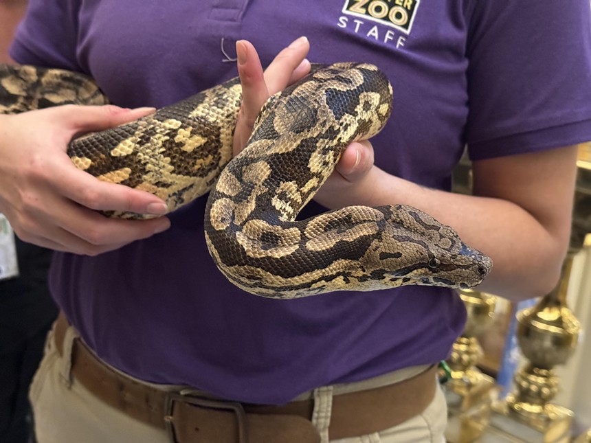 Large snake in hands