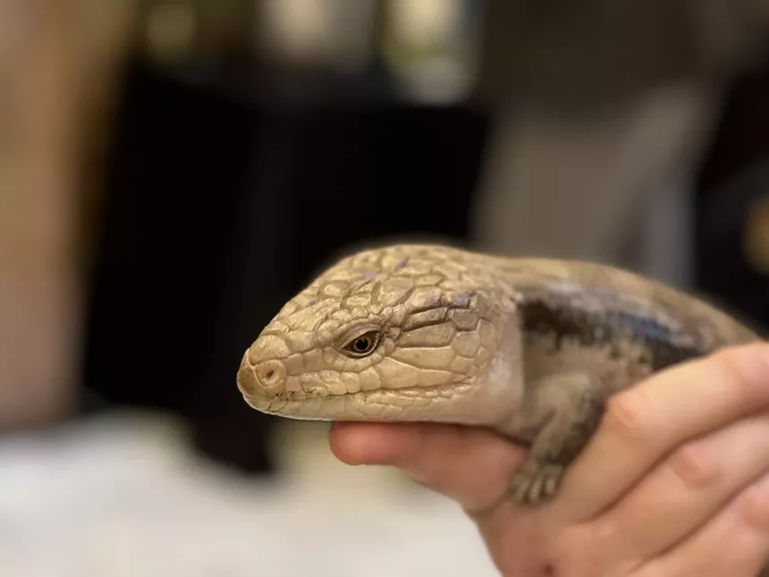 Skink resting in hands