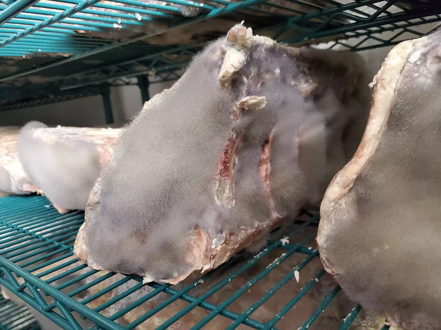 beef on a dry aging rack covered in fuzzy blue-ish mold