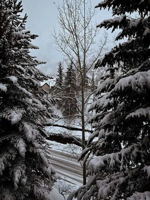Snow-heavy trees and falling snow