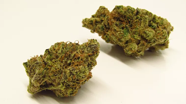 Sudz marijuana buds