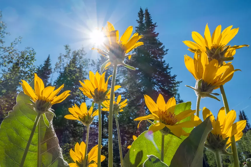 daisies in the sun.