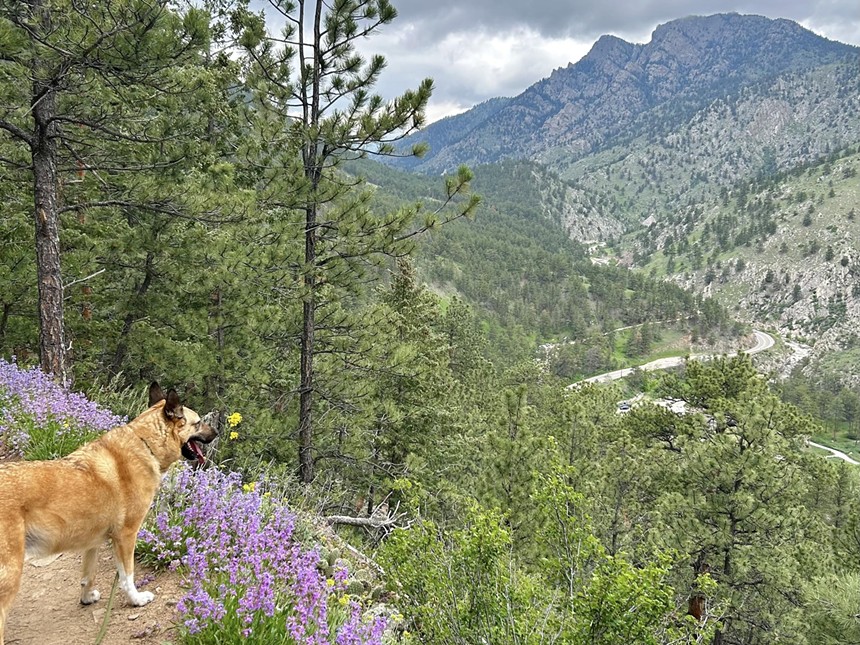 A dog pictured on a wildflower trail backdropped by mountains