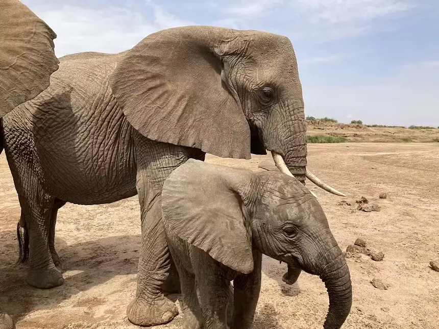 two African elephants