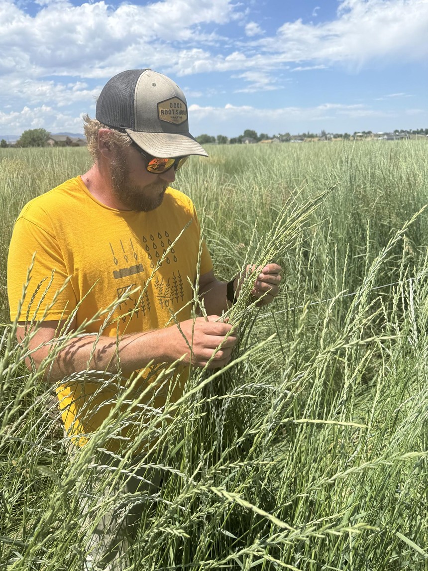 man in a yellow short looking at grains growing in a field