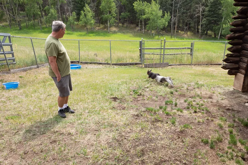 French Bulldogs in Conifer