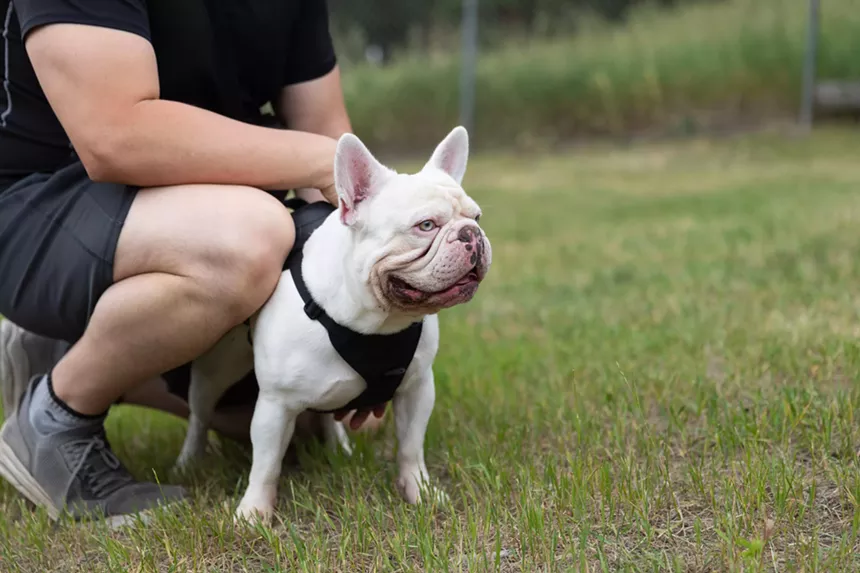 French Bulldogs in Conifer