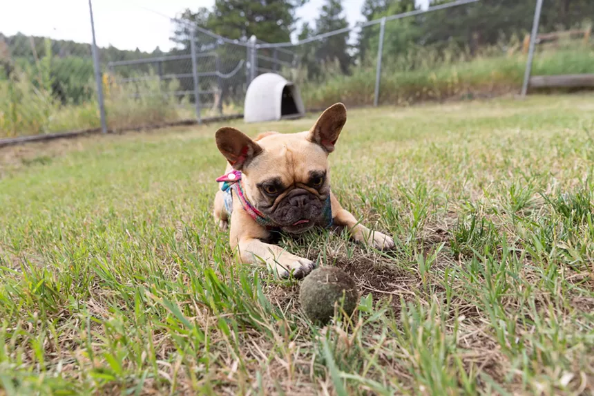 French Bulldogs in Conifer