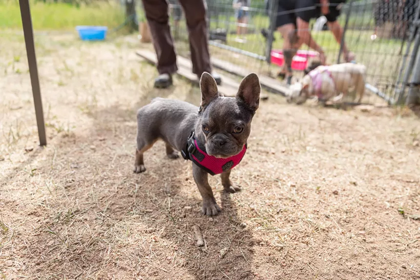 French Bulldogs in Conifer