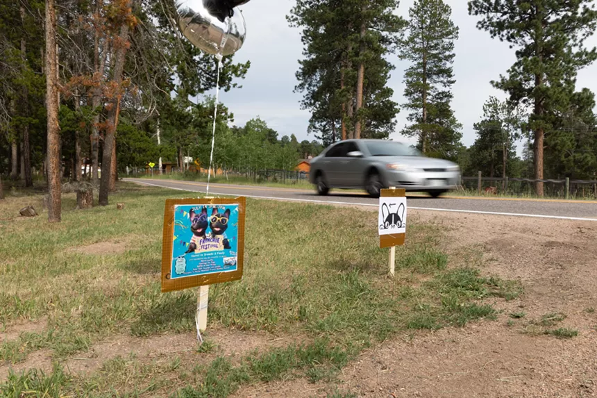 French Bulldogs in Conifer