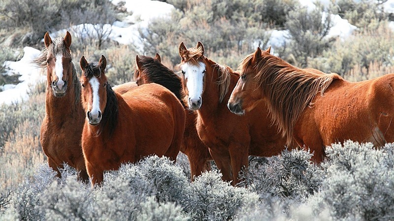 Five reddish-brown horses standing among sagebrush