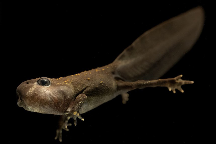 Kristi Odom Tadpole