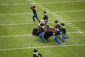 Ralphie the buffalo and handlers during CU football game