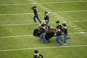 Ralphie the buffalo and handlers during CU football game