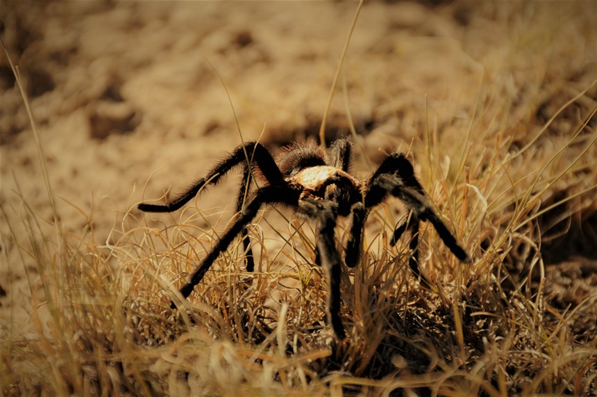 A Colorado brown tarantula walking across dry grassland