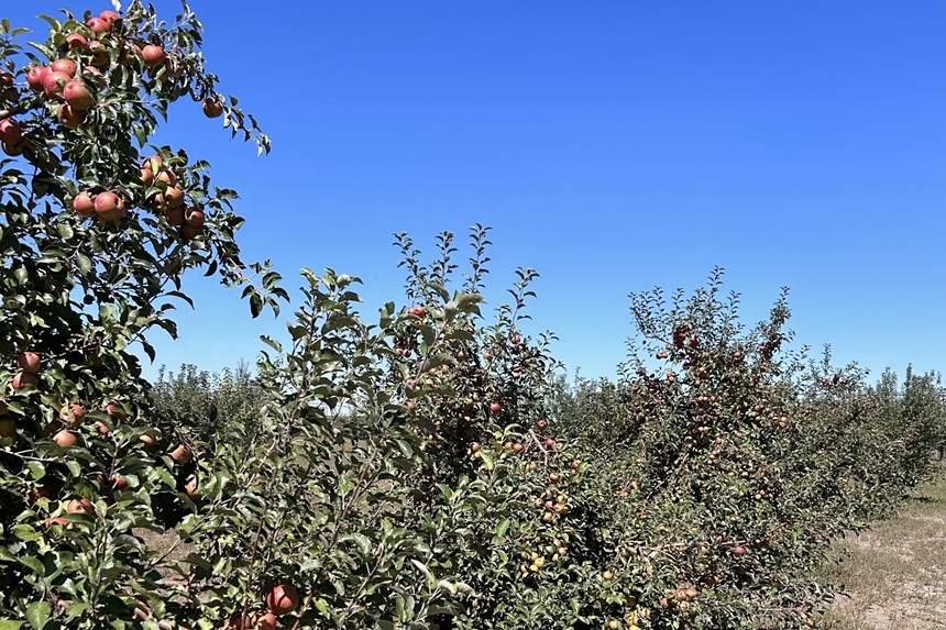 Apple trees backdropped by a blue sky at an orchard near Denver