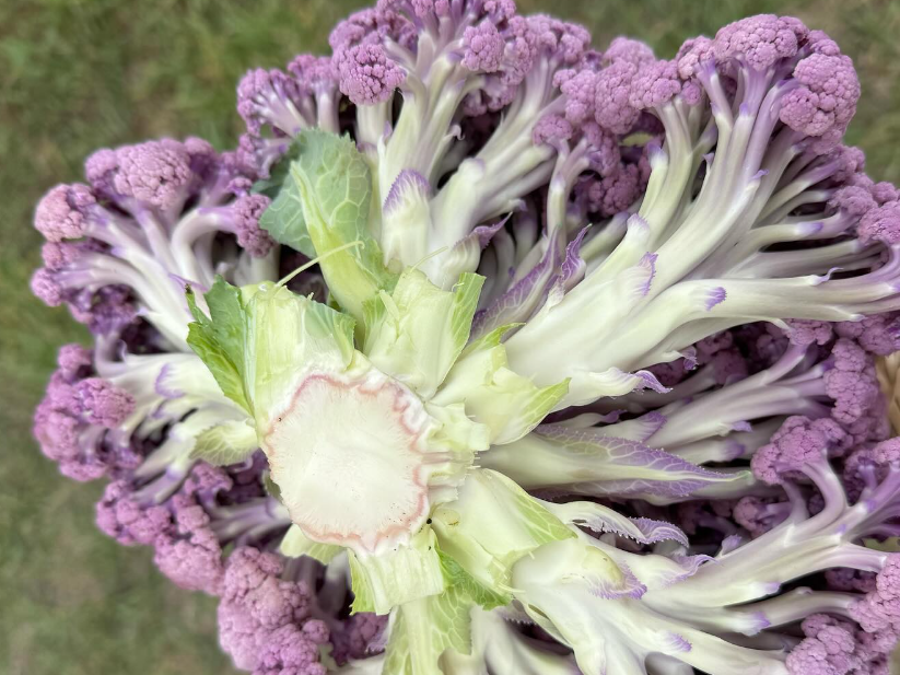purple sprouting cauliflower