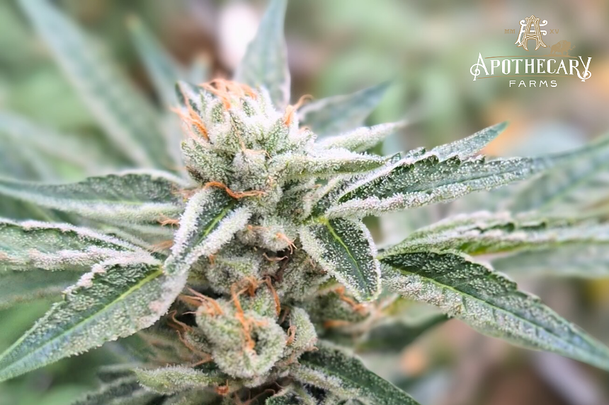 Golden Goat cannabis strain