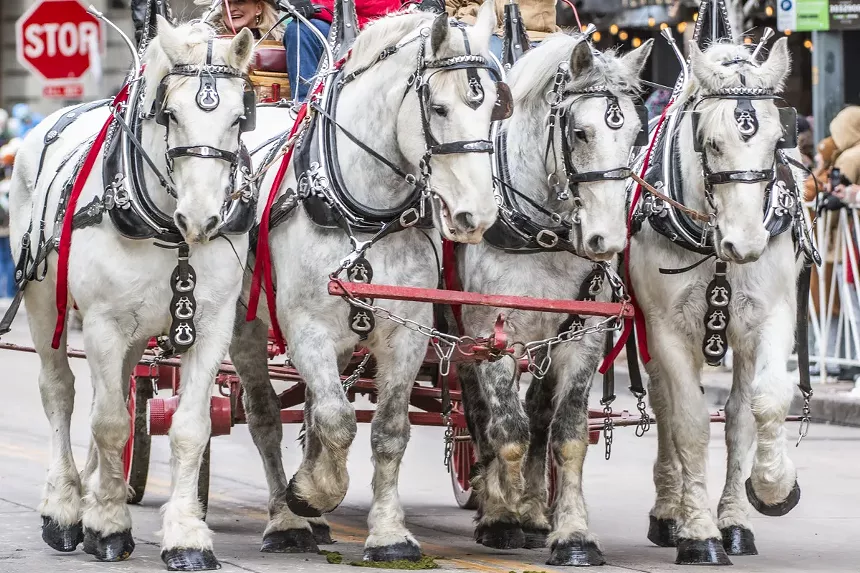 horses in parade