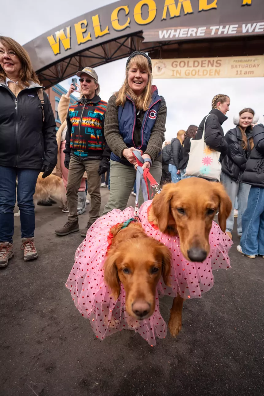 dogs in pink dresses