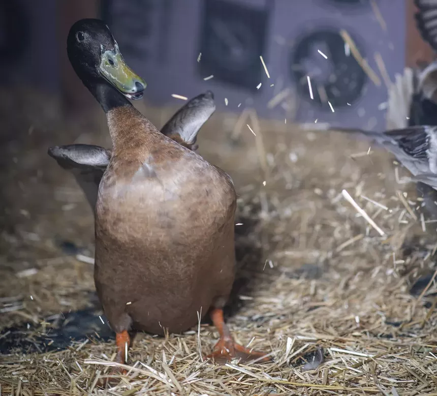 excited duck