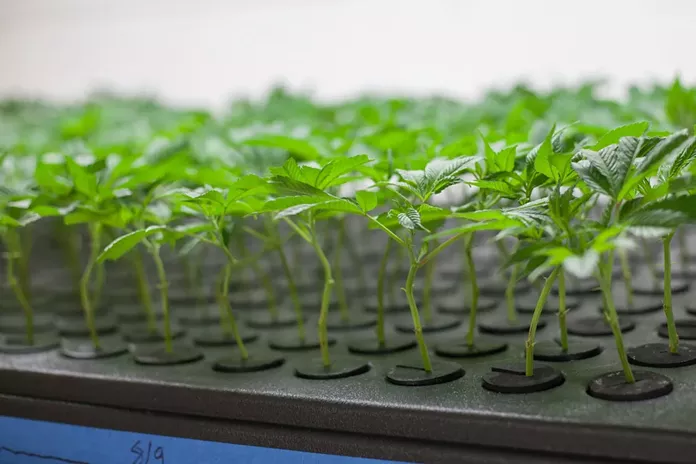 Cannabis clones