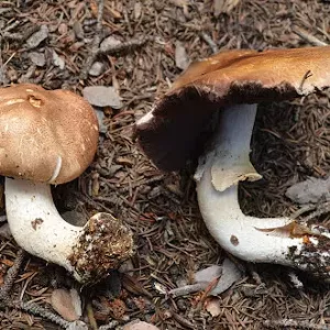 mushrooms on the ground