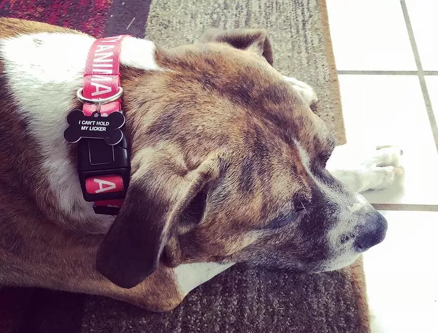 A dog wearing a pink collar