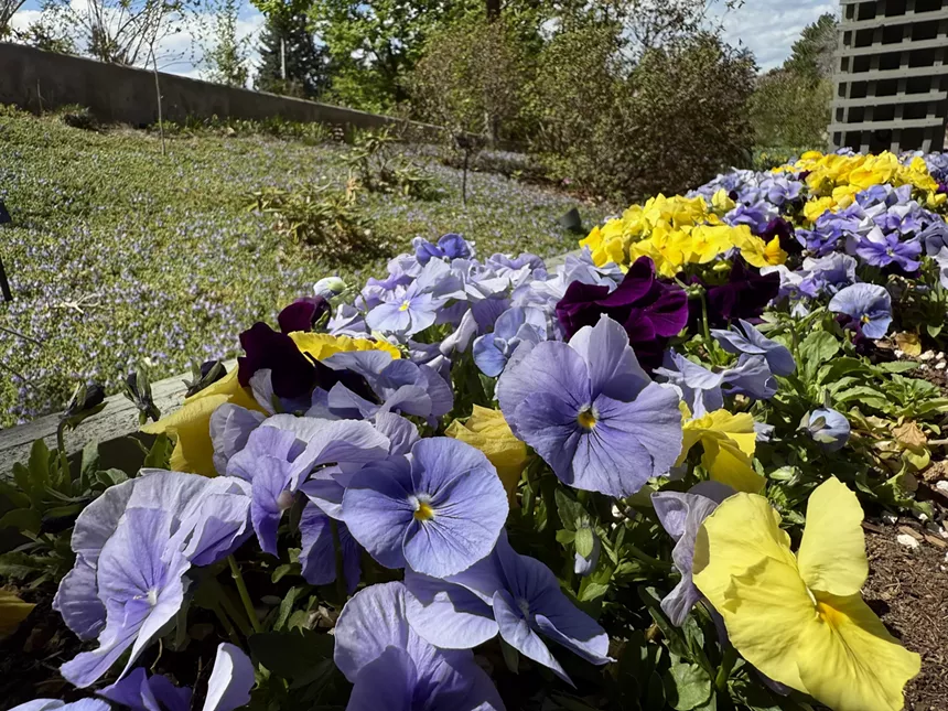 Purple and yellow pansies