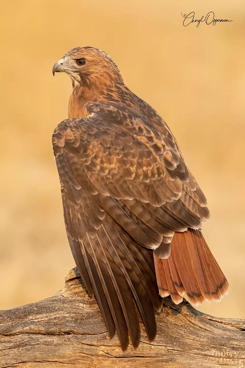 A brown bird