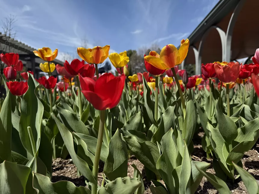Rows of blooming tulips