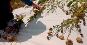 A person lays flowers out on a sheet