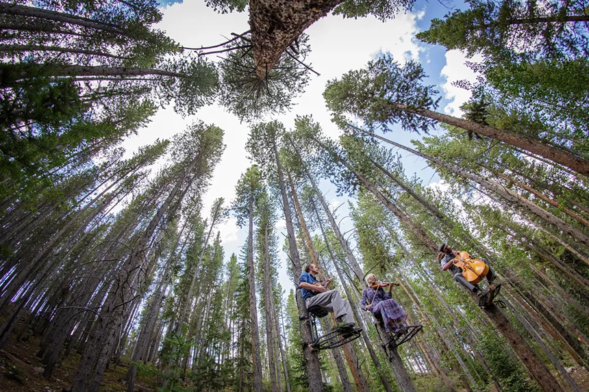 A trio of musicians playing instruments while perched up on pine trees in an evergreen forest