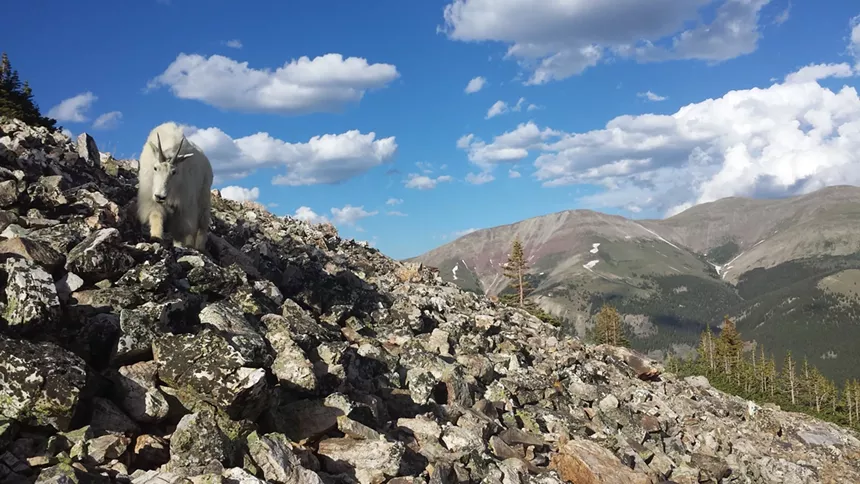 A mountain goat near the Quandary Peak summit, backdropped by mountain views