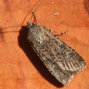miller moth on orange background
