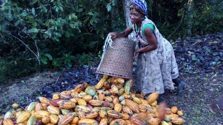 A woman with a woven basket pouring a large amount of cacao beans onto the ground