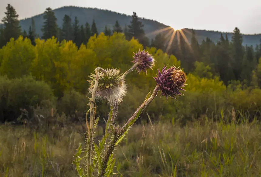 Flowers with mountains in the background