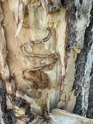 tree infested with ash borer bug