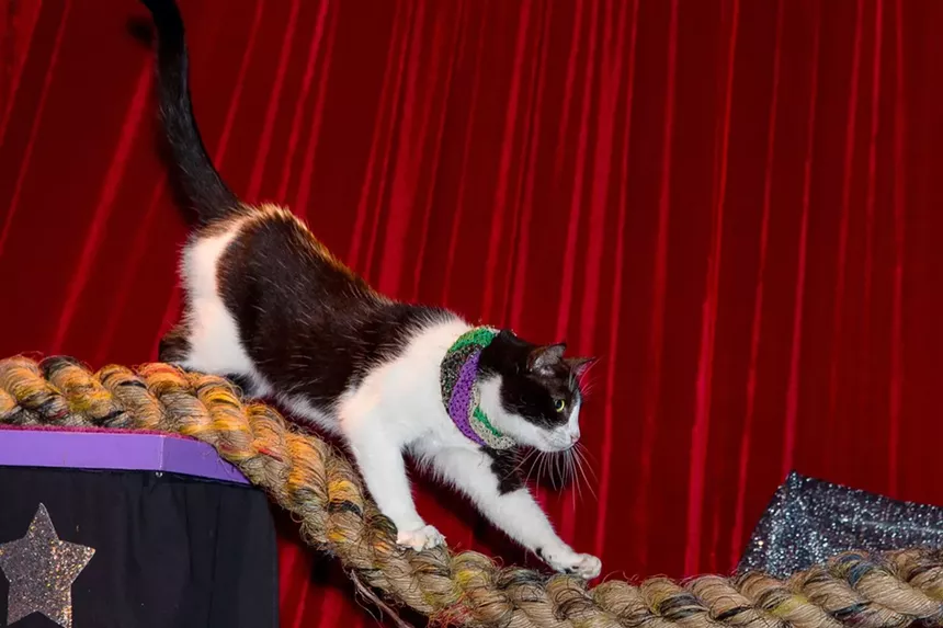 A cat walks on a rope.