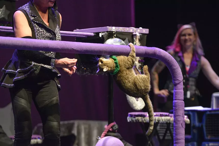 A cat does a trick.