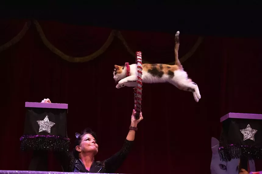 A cat jumps through a hoop.