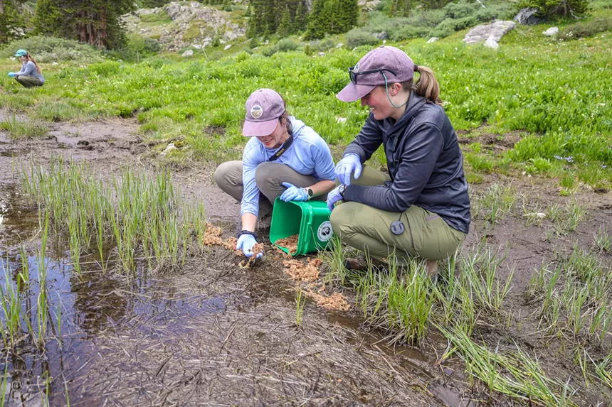 People release toads into a bog