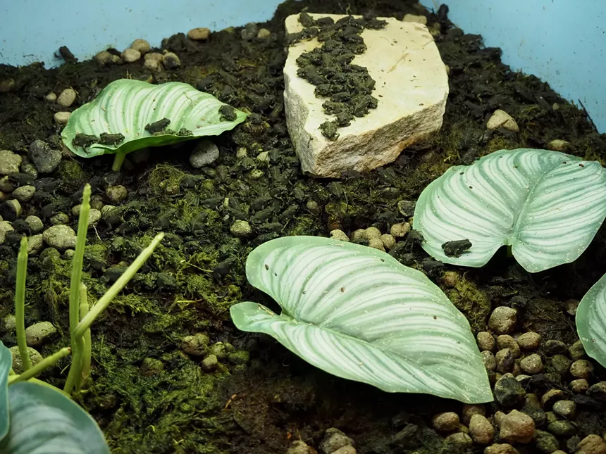 Small toads in a tank