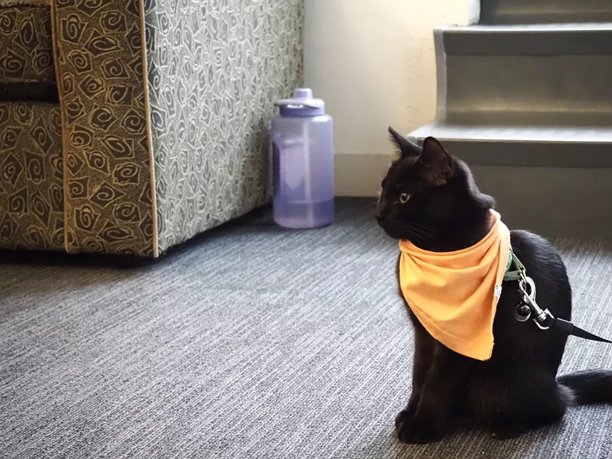 a black cat with an orange bandana sitting